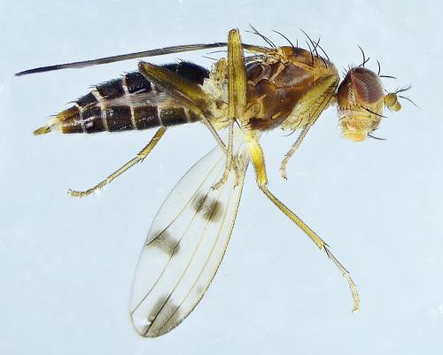 Réf. 294 206 : Geomyza tripunctata